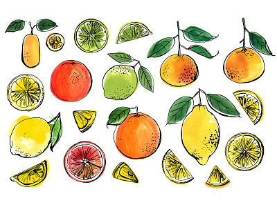 Citrus sketch. Oranges and lemons breakfast orange