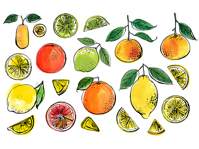 Citrus sketch. Oranges and lemons