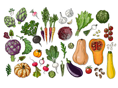 Vector food: vegetables and fruits