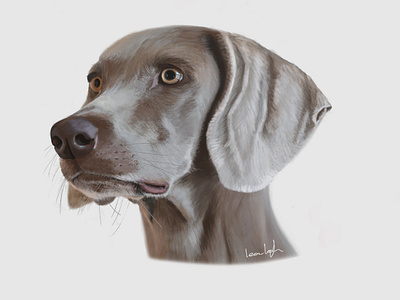 Blue Weimaraner animal animals digital illustration digital illustrator digital painting digitalart dog dog illustration dogs illustration paint painting pet pets photoshop