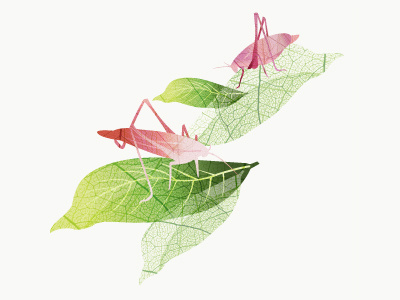 Pink Katydid bug illustration insect katydid leaves pink texture