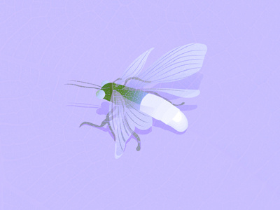 Lavender Firefly