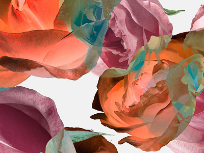 Rose Dance abstract art botanical botanical art collage color design fashion flower pattern photo photography plant rainbow roses