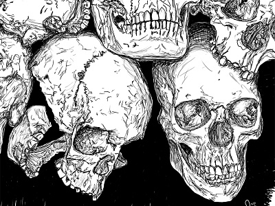 Many Skulls. anatomy drawing illustration skulls spokane
