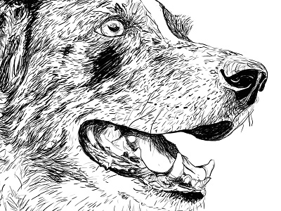 Misha dog face hand drawn illustration wacom