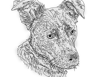 Zephyr. dog illustration wacom