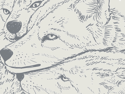 Wolves black white digital art digital illustration illustration wacom intuos wild wolf wolves