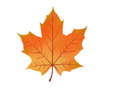 Fall leaf fall illustration leaf procreate vector