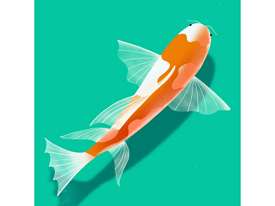 Koi Fish design illustration procreate