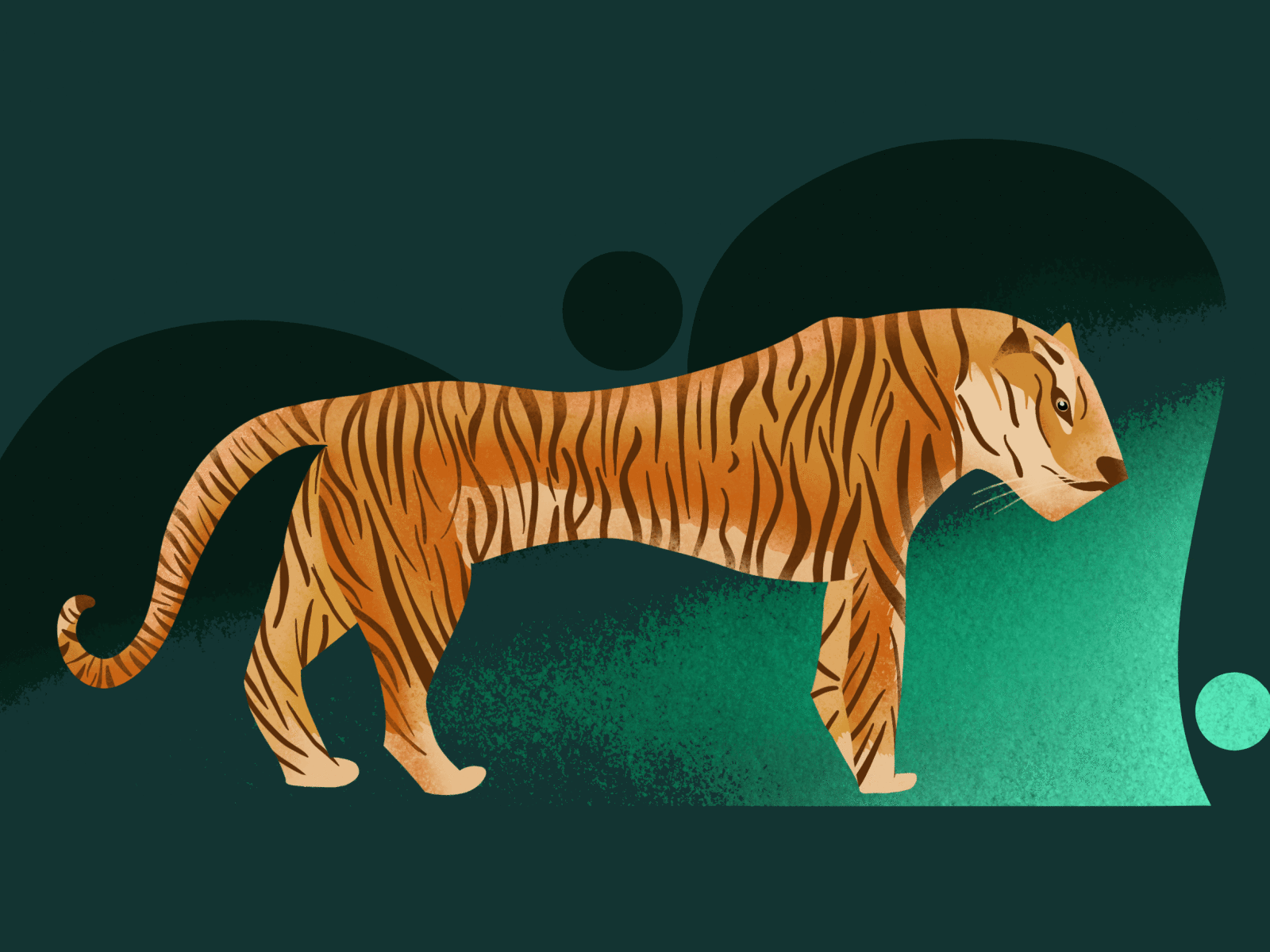 Illustration of a tiger animal animals cheetah design illustration illustrations illustrator poster procreate tiger tiger logo tigers vector visualisation website design