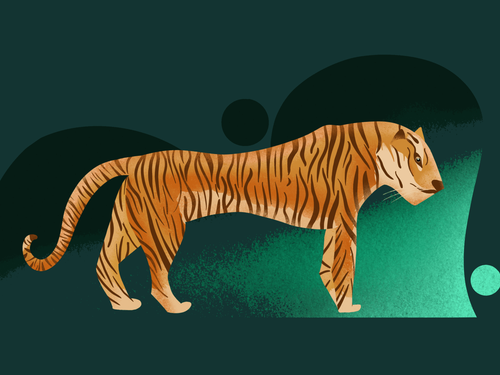 Illustration of a tiger