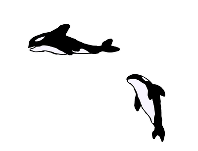 ORCAS animales design dibujo dibujodigital ilustrator orca vector