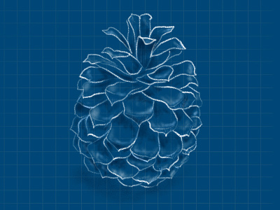 Pinecone blue blueprint chalk cone drawing grid illustration nature pine pinecone sketch tree
