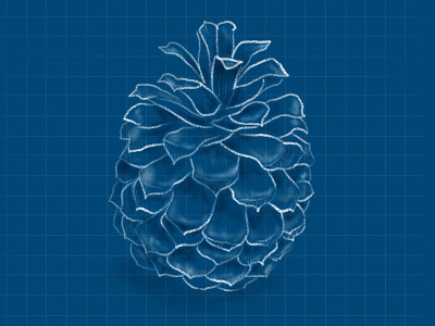 Pinecone blue blueprint chalk cone drawing grid illustration nature pine pinecone sketch tree