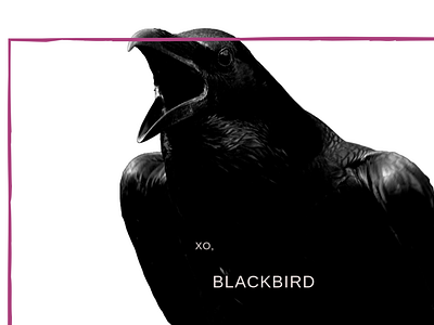 XO, Blackbird