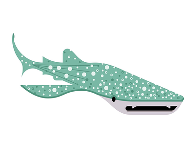 Whale shark