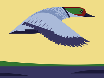 Falcated Duck avilloary bird illustration