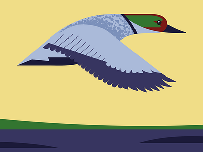 Falcated Duck