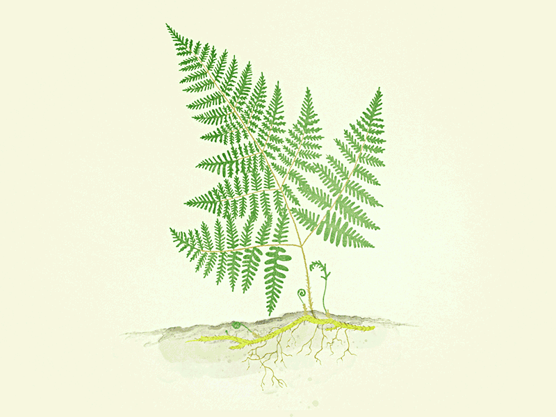 Fern 2d animation animation botany bug fern fiddle head growth illustration lady bug new life plant