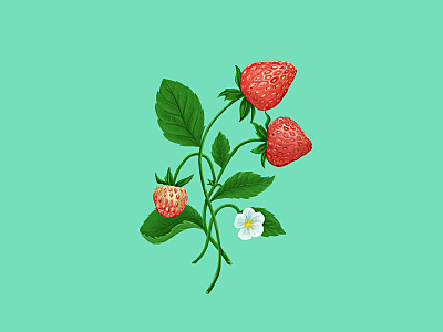 Fragaria x ananassa botanical digital illustration photoshop strawberries superfood tbt