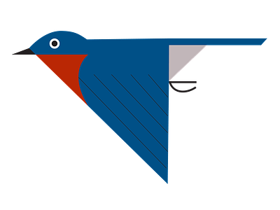 Eastern bluebird illustration