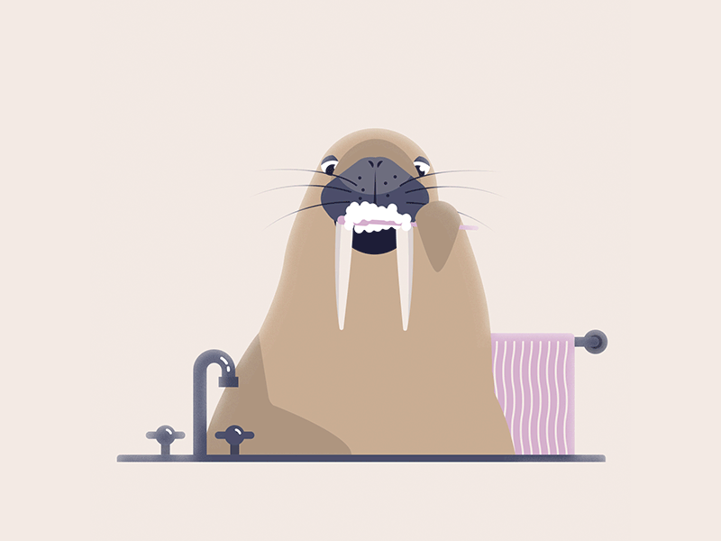 Walrus toothbrushing adobe aftereffects adobe illustrator after effects animation animator brushing character character animation character design design gif illustration illustrator mograph motion design teeth vector walrus