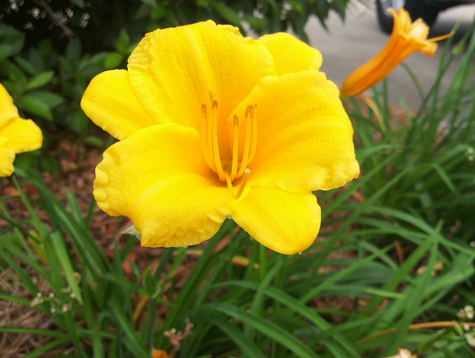 Yellow Daylilies by Jasen Salas on Dribbble