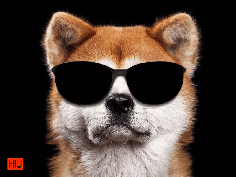 Dog with sunglasses ae animation design funny gif