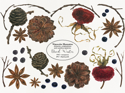 Dried Winter botanical art botany christmas spices winter wine