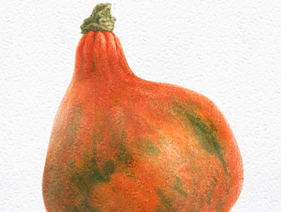 Butter pumpkin botanical botanical illustration fruit illustration isolated nature realism veggie watercolor