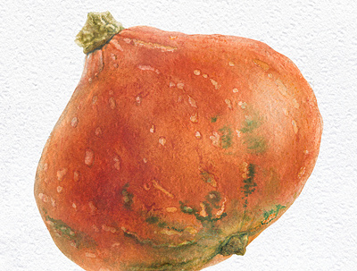 Orange pumpkin botanical food hand drawn illustration isolated pumpkin realism realistic traditional vectorart veggie watercolor
