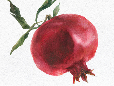 Pomegranate botanical botanical art food fruit illustration nature realism realistic red traditional art watercolor