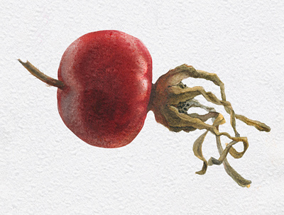 Wild rose fruit botanical fruit illustration nature realism realistic traditional art watercolor
