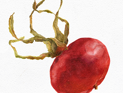 Rosehip botanical fruits illustration realism realistic red traditional art watercolor wild rose