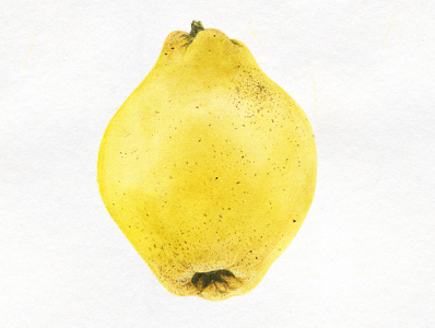 Quince Fruit botanical food fruit illustration nature quince realism realistic watercolor yellow