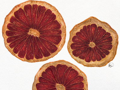 Blood orange blood orange botanical christmas food illustration realism realistic watercolor