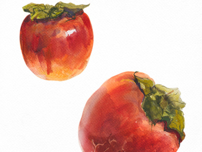 Persimmon food illustration nature persimmon realism watercolor