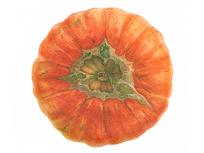 Winter Squash botanical food pumpkin realism squash traditional art watercolor