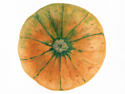 Carnival squash. Fall is coming... botanical food fruit nature realism traditional art vegetable watercolor