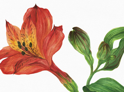 Red Alstroemeria botanical floral flower illustration nature red tropical watercolor