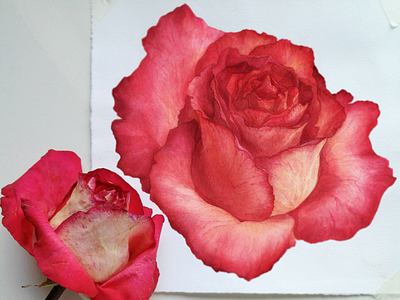 Two-Tone Rose, watercolor