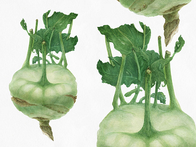 Fresh Organic Kohlrabi botanical food fruit green hand drawn illustration kohlrabi organic realism realistic traditional art veggie watercolor watercolor painting