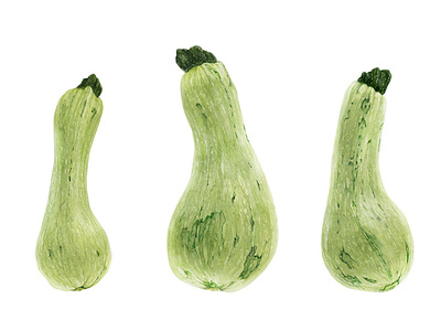Three Squash Marrows botanical food fruit green illustration nature realism realistic vegetable veggies watercolor
