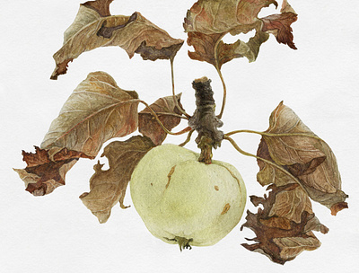 Barocco Apple apple baroque botanical character food fruit illustration nature realism realistic traditional art watercolor watrecolor