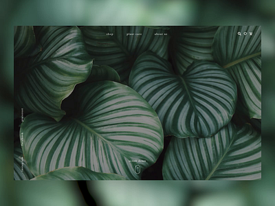 The plant and soul. animated animation design greenery interface landingpage layout microinteraction minimal motion plants shop typography ui ux web webdesign website