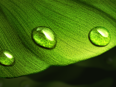 Droplets on leaf study | realistic | photoshop painting