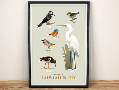 Birds of the Lowcountry animals coastal egret graphic design illustration nature plover shorebird songbird stylized wildlife woodpecker
