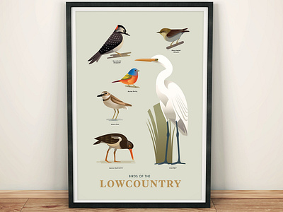 Birds of the Lowcountry