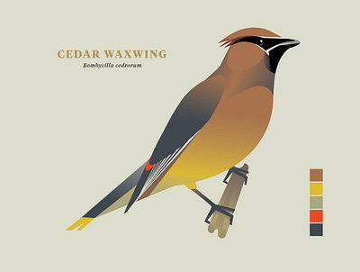Cedar Waxwing, Birds of the Smokies avian bird illustration bird watching birds ornithology smoky mountains