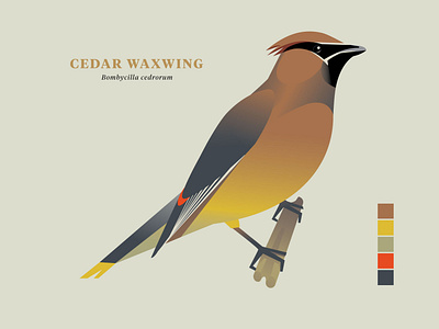 Cedar Waxwing, Birds of the Smokies